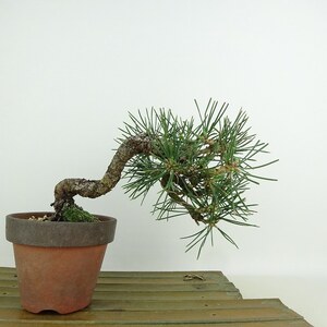 盆栽 松 黒松 樹高 約13cm くろまつ Pinus thunbergii クロマツ マツ科 常緑針葉樹 観賞用 小品 現品