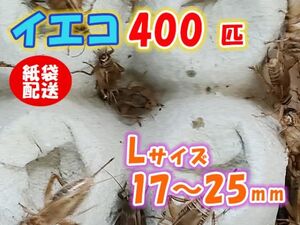 ヨーロッパイエコオロギ イエコ Lサイズ 15mm～20mm 紙袋配送 400匹 生餌 死着保証10% 爬虫類 両生類 トカゲ カエル [3709:gopwx]