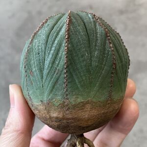 【B6813】★超巨大6cm株！！【SS級！極上特選大株！！】ユーフォルビア オベサ Euphorbia obesa ( 検索 アガベ 多肉植物 )