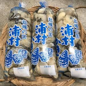 【送料無料】【生食用】三重県産 浦村かき むき身 牡蠣（500g）１袋 真牡蠣 生牡蠣 BBQ お歳暮 海鮮 貝類 カキフライ 