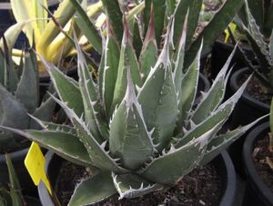 Agave ghiesbreghtii アガベ ジェスブレイティ 種子 50粒