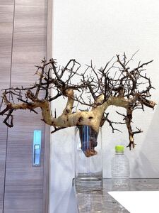 【超美株・多数芽吹き】大株極太　コミフォラ　カタフ　commiphora kataf　ベアルート　ピュア　ソマリア　幹幅10cm　灌木　コーデックス