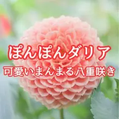 【お花の種】ダリア☆ポンポン八重咲き 混色種子 20粒以上！宿根草 球根 切花