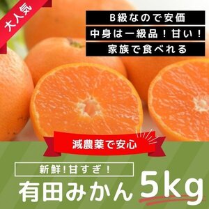 みかん 果物屋が本気で選んだ有田みかん 5㎏ 産地直送 蜜柑 濃厚 甘い 高糖度 和歌山 甘い 高糖度 超濃厚 魅惑 売り切れご免 送料別12