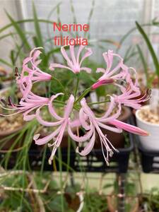 ②ネリネ原種　フィリフォリア　Nerine filifolia 3寸ポット1球植え