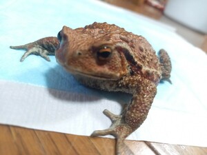 ヒキガエル　約8.5cm　性別不明