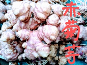 赤菊芋,2kg◎無農薬