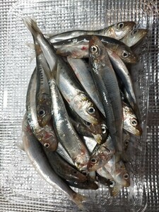 釣りエサ、小羽イワシ17匹位500gセット498円即決