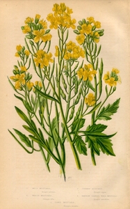 1854年 Pratt 多色石版画 英国の顕花植物 アブラナ科 ノハラガラシ シロガラシ クロガラシ ロボウガラシなど5種