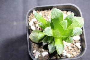 Haworthia/ 狼蜘 ハオルチア　管理147