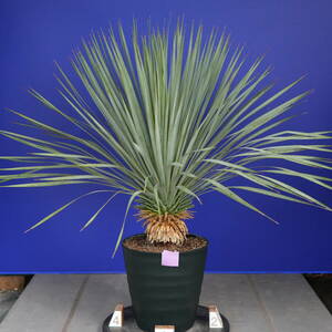 丹精込めて育てた　ユッカロストラータ　国内栽培品(紫シール) Yucca rostrata 160サイズ　　　　