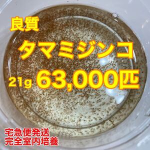 送料無料　良質　タマミジンコ　63,000匹 生き餌　加温メダカ　金魚　らんちゅう　産卵促進　色揚げに　栄養満点　育成スピードUP