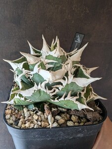 【AGAVE TITANOTA オランダの至宝　IVORY W.A.】貴重な初期株　アガベ　チタノタ　子株　