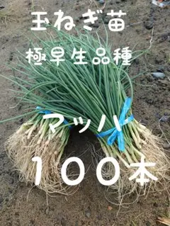 玉ねぎ苗【早生品種マッハ１００本】【野菜苗】