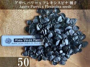 アガベ パリー x フレキシスピナ 種子 50粒+α Agave Parryi x Agave Flexispina 50 seeds+α 種