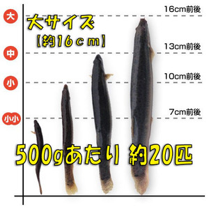 【活どじょう】大500g(約16cm・平均20匹)　泥鰌・食用・活き餌・釣り餌・生餌・熱帯魚・古代魚のエサにはドジョウ☆えさ・川魚・淡水魚