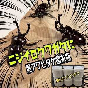 ニジイロクワガタ幼虫に抜群！　極上！黒アワビタケ菌糸瓶　500ml オオクワ、ヒラタの初令、2令にも最適サイズ！　特殊アミノ酸強化配合！