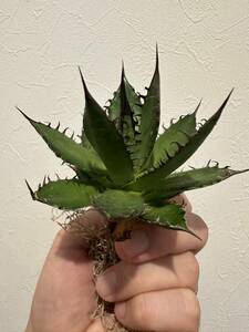 少し育成株　アガベ　ホリダ　カリフォルニア　Agave