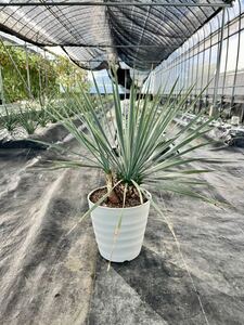 【ダブルヘッド】ユッカ ロストラータ (実生)Yucca rostrata ドライガーデン 