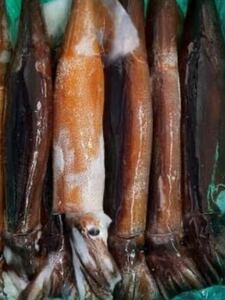 魚専科 スルメイカ特大　1kg （追加購入可能）送料一律 鮮度抜群 愛媛県豊後水道産漁師直送 他鮮魚アリ！ 冷凍発送！スルメイカ　松イカ