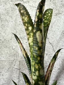 【現品】ビルベルギア・トンプライ ピンクジェム Billbergia Toneprai Pink Gem