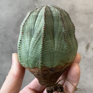 【B6828】★超巨大7cm株！！【SS級！極上特選大株！！】ユーフォルビア オベサ Euphorbia obesa ( 検索 アガベ 多肉植物 )