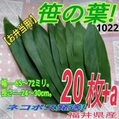 笹の葉 極小size 20枚（1022）自生物　ネコポス発送　福井県産