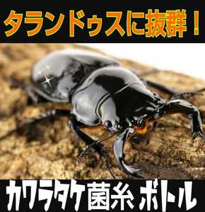 タランドゥスに抜群！カワラ菌糸瓶☆特殊アミノ酸強化！オウゴンオニクワガタ、レギウスにも！トレハロース・キトサン・ローヤルゼリー配合