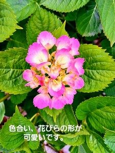 紫陽花挿し木用　画像の花全てです。