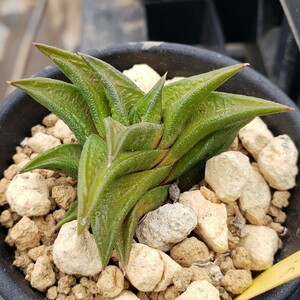 トリアンギュラリス 多肉植物 Haworthiopsis triangularis ハオルチオプシス ハオルチア Haworthia