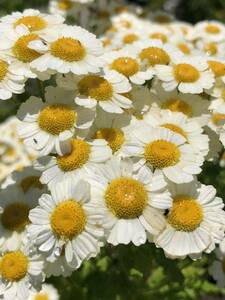 花種　夏白菊　宿根草　花殻2個　北海道より