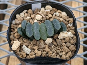 玉扇　OAK#158-2 ハオルチア　ハオルシア　Haworthia　多肉植物