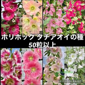 ホリホック　タチアオイ　花の種