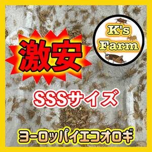 500匹(死着保証込み)SSSサイズ(イエコピンヘッドより少し大きめレッドローチ初齢と約同等サイズ)　激安ヨーロッパイエコオロギ　