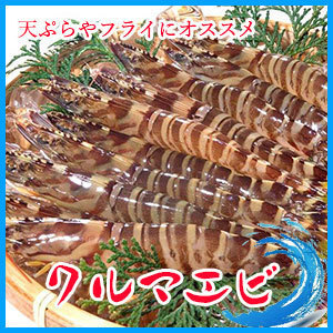 活〆　クルマエビ 1kg （約３0～５０匹入り） 海老 えび