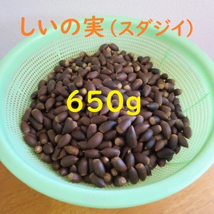 【数量限定！】しいの実 スダジイ 650g 殻斗なし 天然素材 手芸/工作/ハンドクラフトにも 送料230円♪③