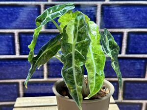 【veil plants】 ハイクオリティ日本未入荷株　Alocasia amazonica aurea アロカシア　アマゾニカ　オーレアタイ直輸入