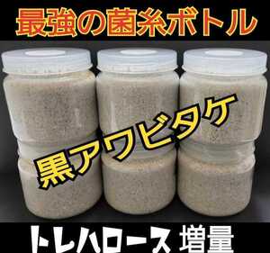 ニジイロクワガタに抜群！極上　黒アワビタケ菌糸瓶【4本】特殊アミノ酸強化！色虫、オオクワガタ、ヒラタの初令、2令幼虫にもお薦めです！