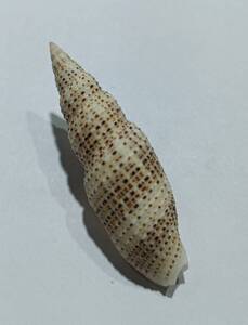  貝の標本 Neocancilla gloriola 52.2mm.