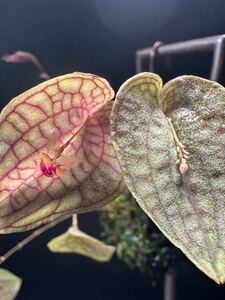 Lepanthes saltatrix レパンテス　美株エクアドル原種ミニチュア 