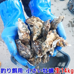 生出荷釣り餌用 １４kg かぶせ釣り 牡蠣 餌用牡蠣 牡蛎 釣りエサ コブダイ つり餌 つりエサ 貝類 貝餌