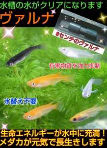 水槽の水が綺麗になります【ヴァルナミニ8センチ】有害物質を強力抑制！透明度がアップします☆水替え不要に！病原菌や感染症予防にも！