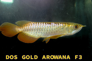 売り切り、インドネシア産　極上、純血本物過背金龍『　ＤＯＳ・ＧＯＬＤ・AROWANA　Ｆ３』　強烈光沢　NO.423