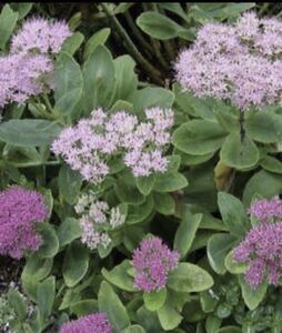 半額開始！冬芽中☆多肉植物☆オオベンケイソウ☆充実苗、株分け可能☆9cmポット☆ピンク系のお花が可愛い☆庭植えOK☆ブリキ鉢も素敵☆残5