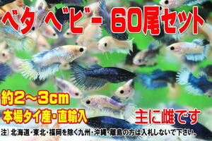 ベタ ベビー 60尾セット★全長2～3cm前後・本場タイ産直輸入・主に雌です・適格請求書発行可能【お届け地域制限有】100