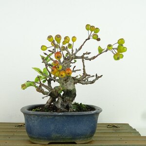 盆栽 鎌柄 樹高 約13cm かまつか Pourthiaea villosa カマツカ バラ科 落葉樹 観賞用 小品 現品