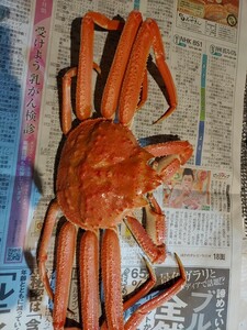 巨大まつばかに46cm900g位1匹5000円即決