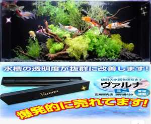 水槽の水が綺麗になります【ヴァルナ23センチ】有害物質を強力抑制！病原菌や感染症を防ぎ透明度が抜群に☆水槽に入れるだけ！水替え不要に