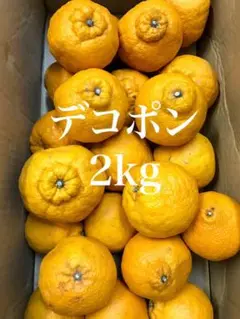 【熊本県産】不知火みかん デコポン 家庭用 訳アリ品 約2kg