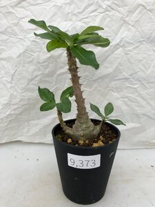 9373 「実生」パキポディウム ウィンゾリ 植え【種から発芽・発根・Pachypodium windsorii・安定開始】